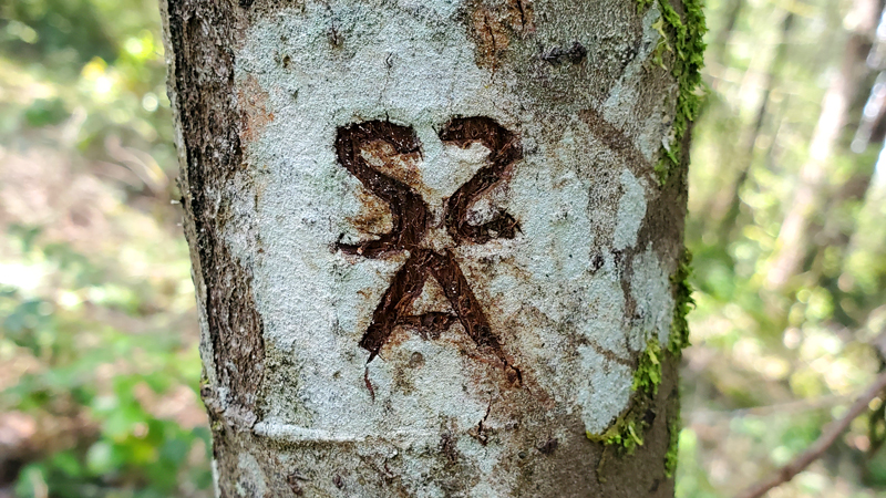 SSoIH logo on a tree